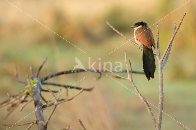 Senegalese Spoorkoekoek (Centropus senegalensis)