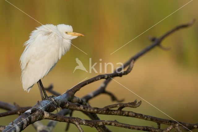 Koereiger (Bubulcus ibis)