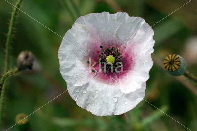 Klaproos (Papaver nigrotinctum)