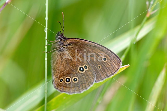 Ringlet (Aphantopus hyperantus)