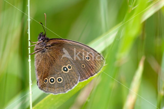 Ringlet (Aphantopus hyperantus)