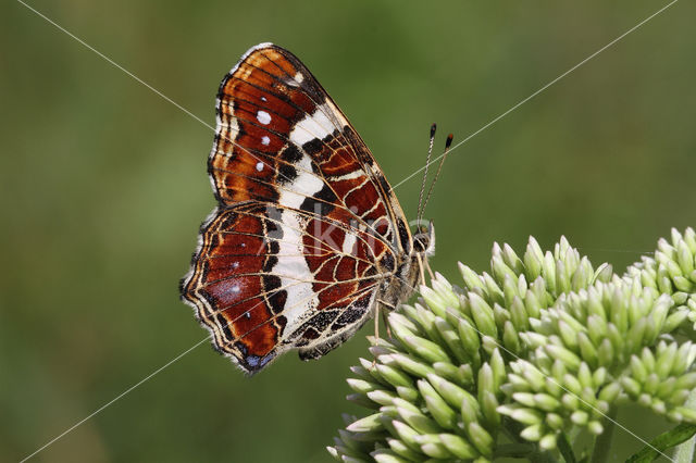 Landkaartje (Araschnia levana)