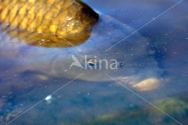 Common Carp (Cyprinus carpio)