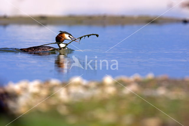 Great Crested Grebe (Podiceps cristatus)