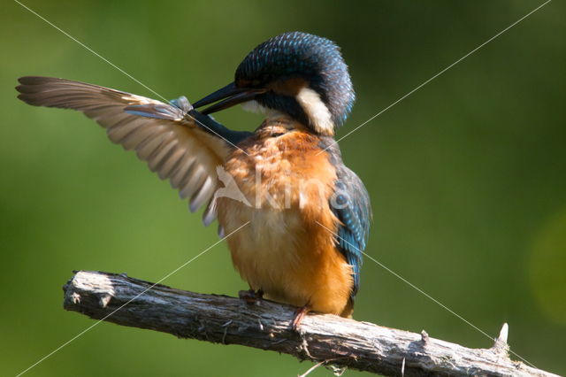 IJsvogel (Alcedo atthis)