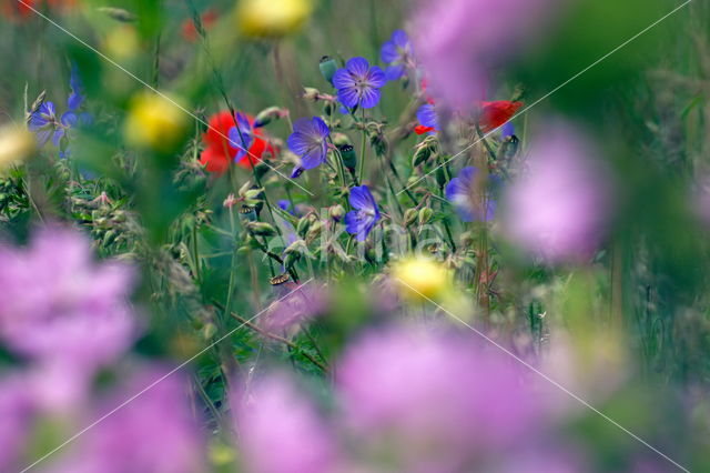 Beemdooievaarsbek (Geranium pratense)