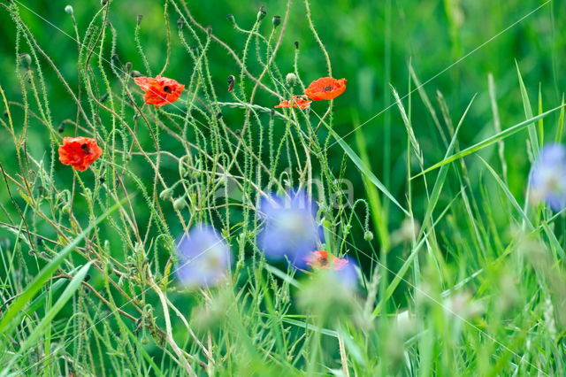 Poppy (Papaver spec.)