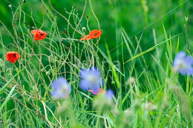 Klaproos (Papaver spec.)