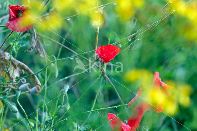 Poppy (Papaver spec.)