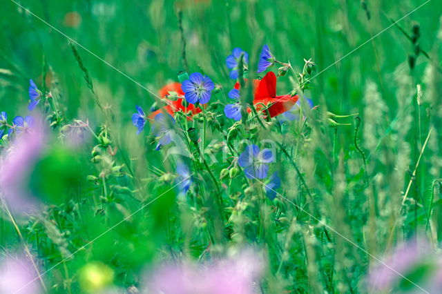 Klaproos (Papaver spec.)