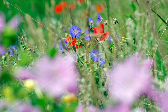 Beemdooievaarsbek (Geranium pratense)