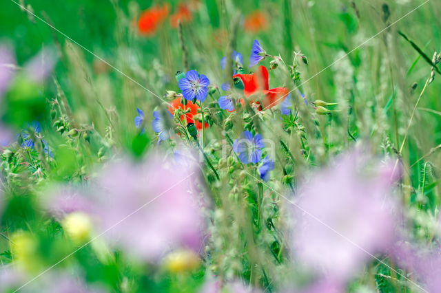 Beemdooievaarsbek (Geranium pratense)