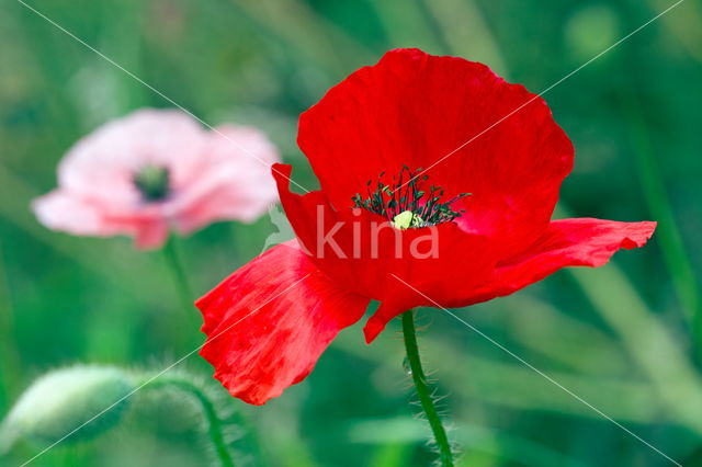 Klaproos (Papaver spec.)