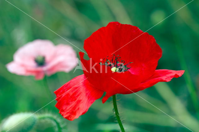 Poppy (Papaver spec.)