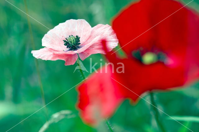 Klaproos (Papaver spec.)