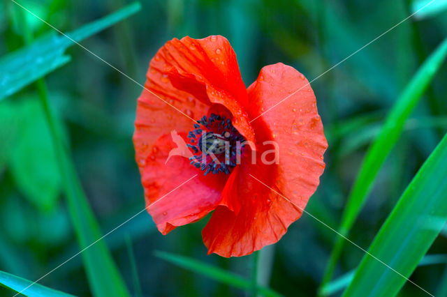 Klaproos (Papaver spec.)