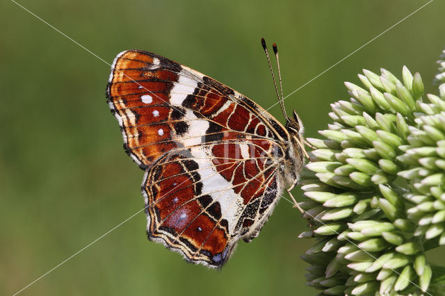 Landkaartje (Araschnia levana)