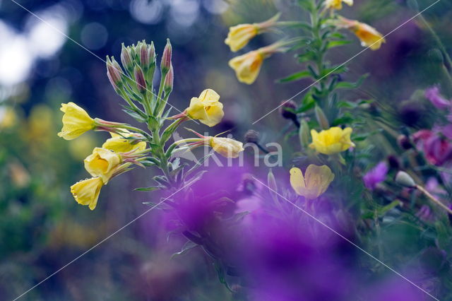 Teunisbloem (Oenothera tetragona)