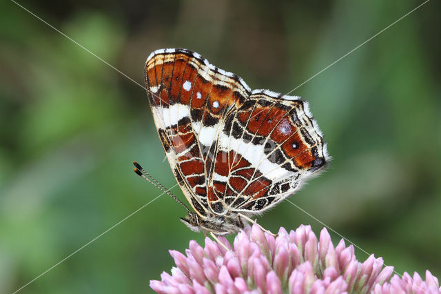 Landkaartje (Araschnia levana)