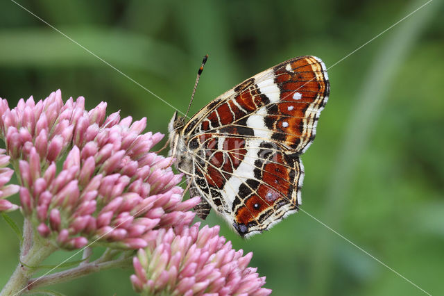 Landkaartje (Araschnia levana)