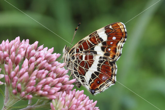 Landkaartje (Araschnia levana)