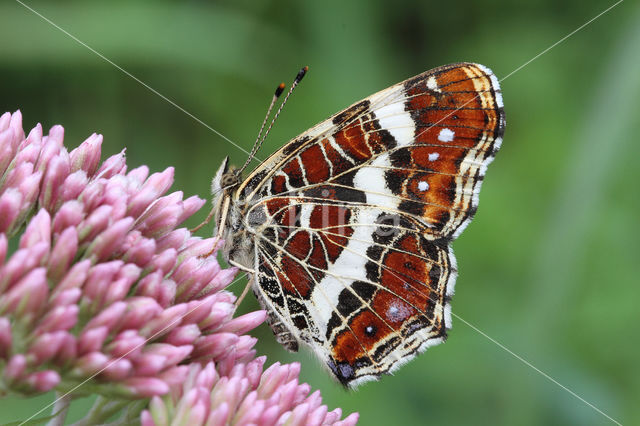 Landkaartje (Araschnia levana)