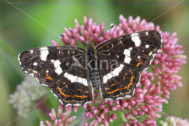 Landkaartje (Araschnia levana)