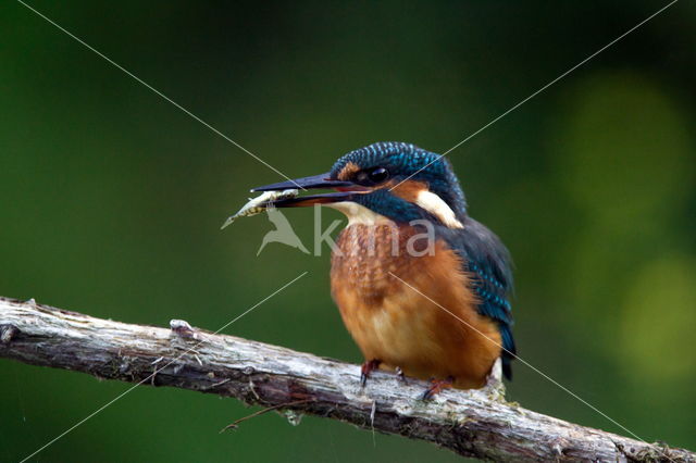 IJsvogel (Alcedo atthis)