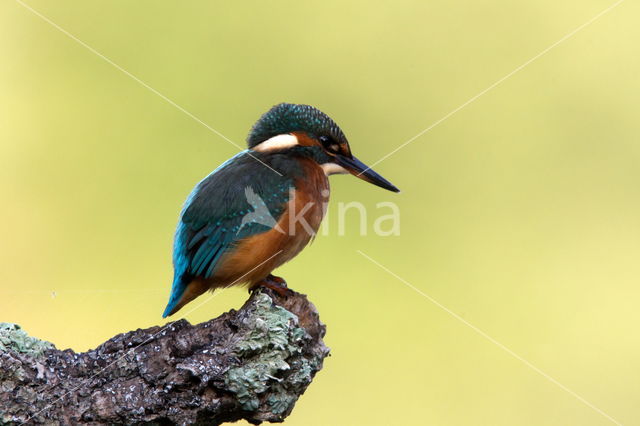 IJsvogel (Alcedo atthis)