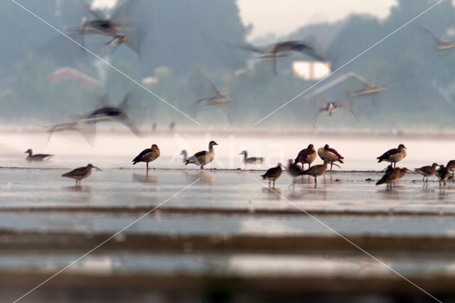 Egyptian Goose (Alopochen aegyptiaca)