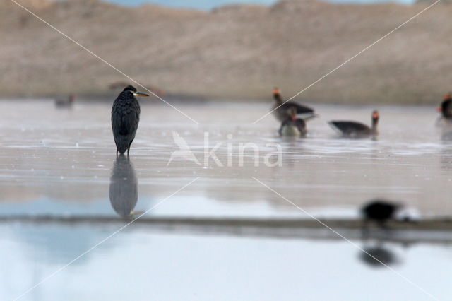 Grey Heron (Ardea cinerea)