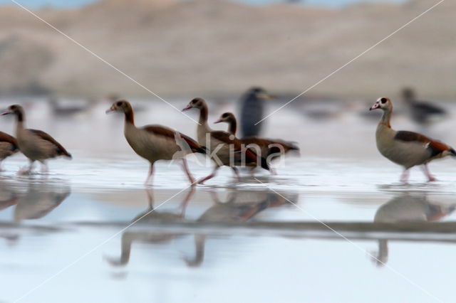 Egyptian Goose (Alopochen aegyptiaca)