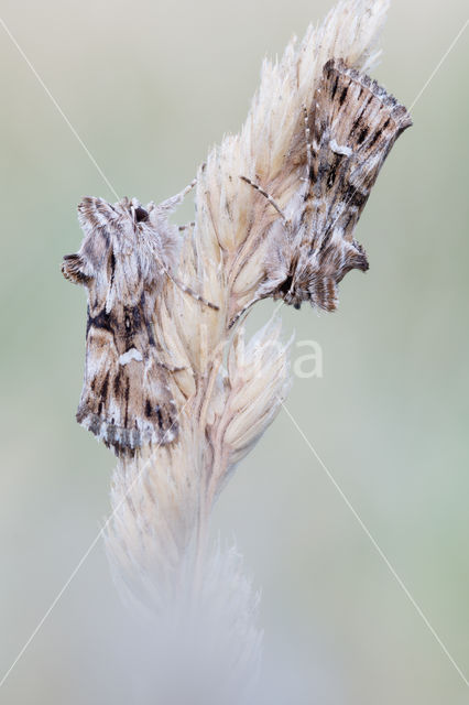 Vlasbekuiltje (Calophasia lunula)