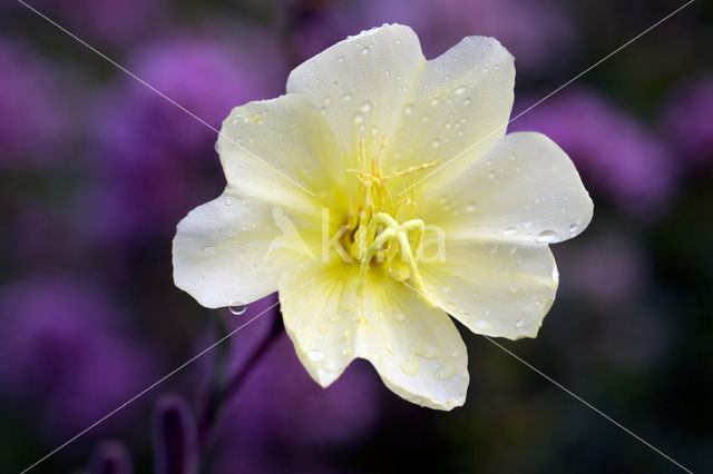 Evening Primrose (Oenothera tetragona)