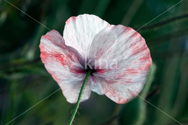 Klaproos (Papaver spec.)