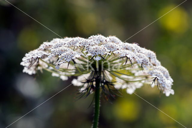 Cow Parsley (Anthriscus sylvestris)