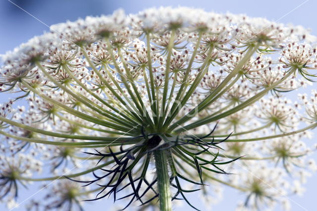 Fluitekruid (Anthriscus sylvestris)