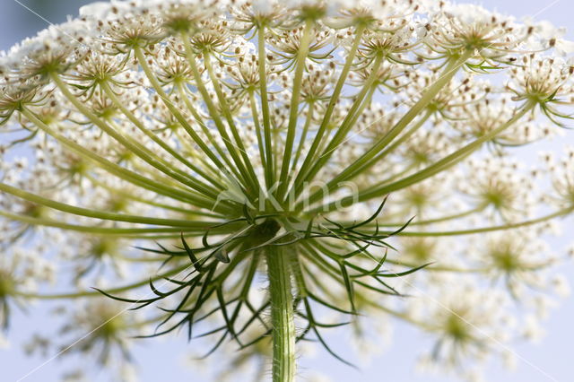 Cow Parsley (Anthriscus sylvestris)