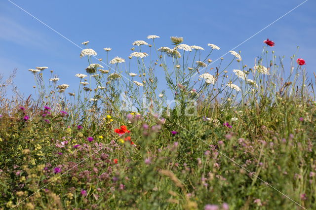 Cow Parsley (Anthriscus sylvestris)