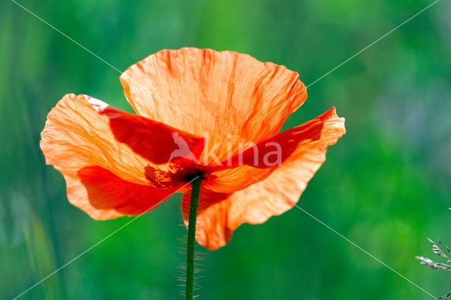 Poppy (Papaver spec.)