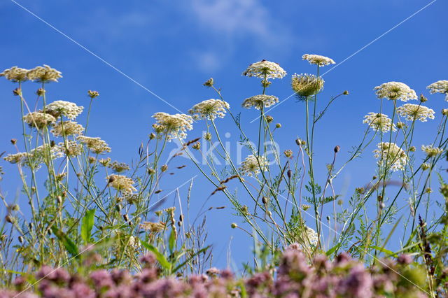 Fluitekruid (Anthriscus sylvestris)