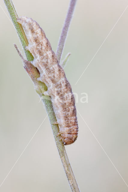 The Lychnis (Hadena bicruris)