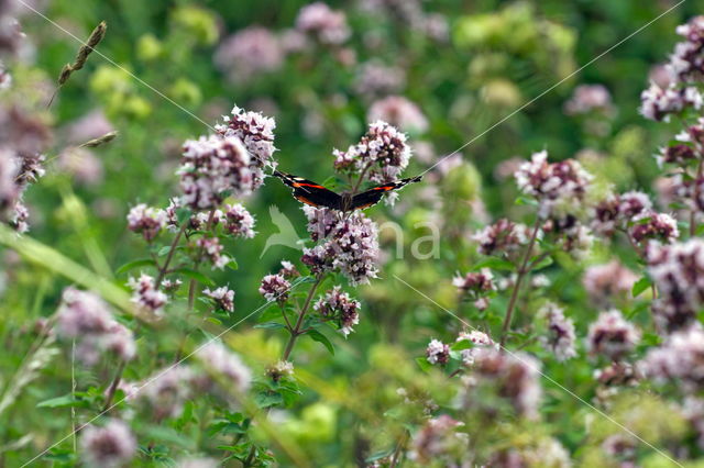 Red Admiral (Vanessa atalanta)