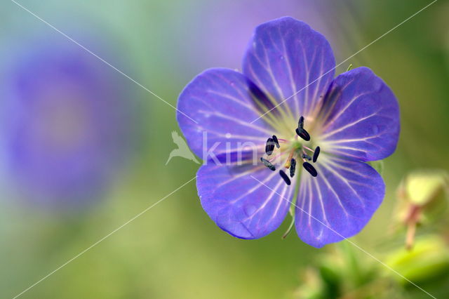 Beemdooievaarsbek (Geranium pratense)