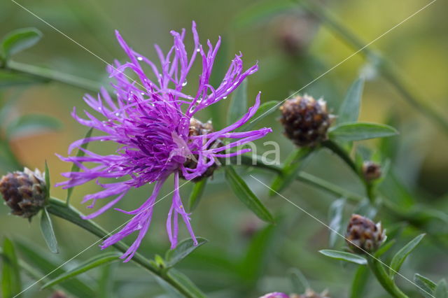 Red Campion (Silene dioica)