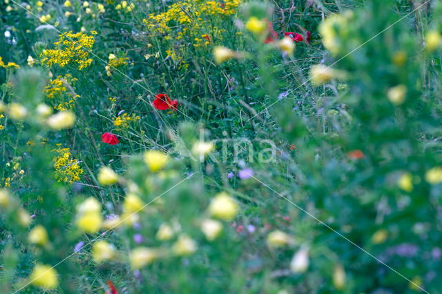 Poppy (Papaver spec.)