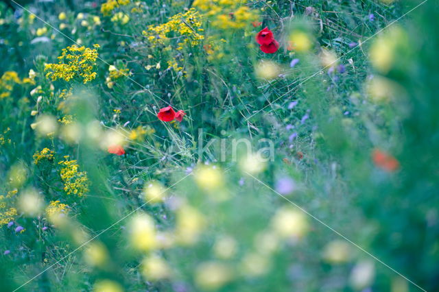 Klaproos (Papaver spec.)