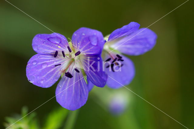 Meadow Crane's-bill (Geranium pratense)