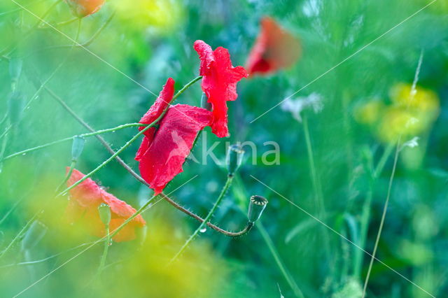 Poppy (Papaver spec.)