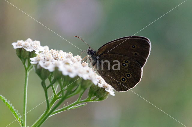 Fluitekruid (Anthriscus sylvestris)